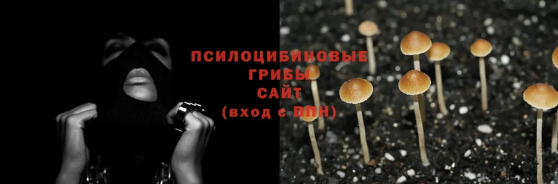 Псилоцибиновые грибы Cubensis  Красный Сулин 